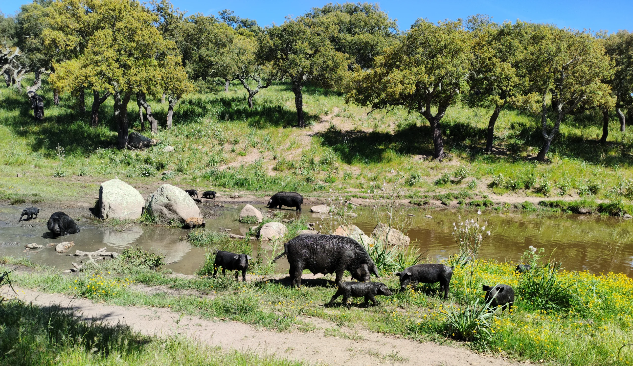 Allevamento semibrado
