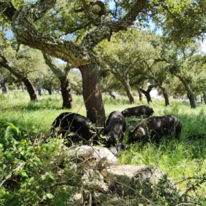 maiali di razza sarda allevati in semibrado