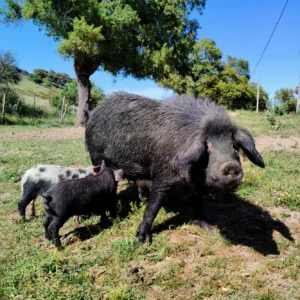 maiali di razza sarda allevati in semibrado